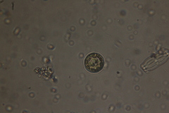 Thalassiosirales