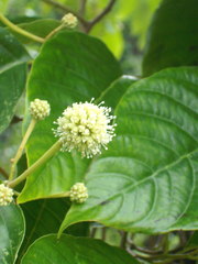Camptotheca acuminata