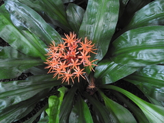 Scadoxus cinnabarinus