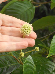Camptotheca acuminata