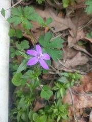 Triodanis biflora
