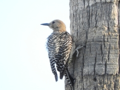 Melanerpes uropygialis