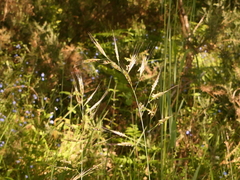 Helictochloa marginata
