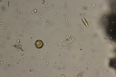 Thalassiosirales