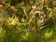 Helictochloa marginata