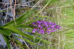Dactylorhiza incarnata