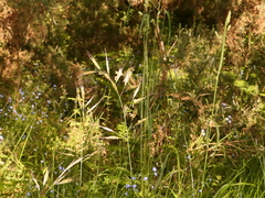 Helictochloa marginata