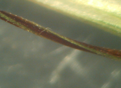 Helictochloa marginata