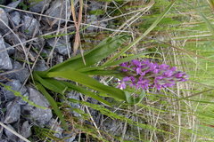 Dactylorhiza incarnata
