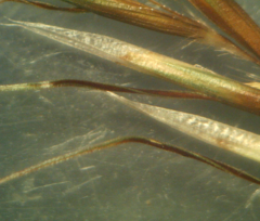 Helictochloa marginata
