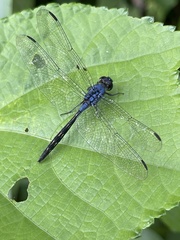Trithemis aconita