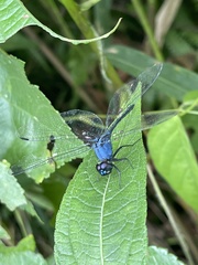 Trithemis aconita
