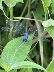 Trithemis aconita