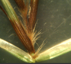 Helictochloa marginata