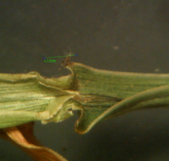 Helictochloa marginata