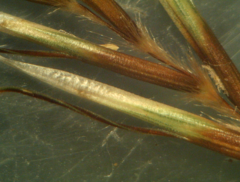 Helictochloa marginata