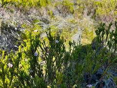 Coleonema pulchellum