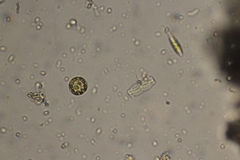 Thalassiosirales