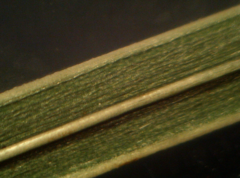 Helictochloa marginata