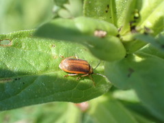 Galerucella calmariensis