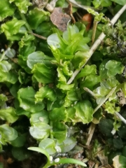 Plagiomnium undulatum