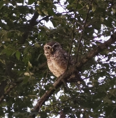 Athene cunicularia