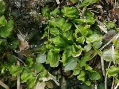 Plagiomnium undulatum