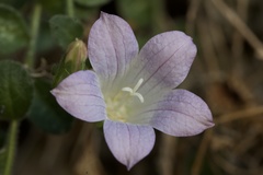 Campanula mollis