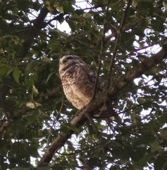 Athene cunicularia