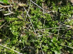 Plagiomnium undulatum