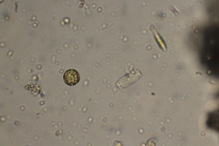 Thalassiosirales