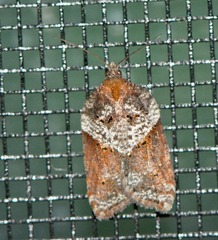 Acleris celiana