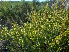 Erica glumiflora