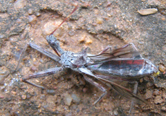Nagusta