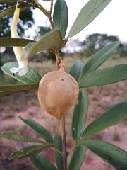 Anemopaegma