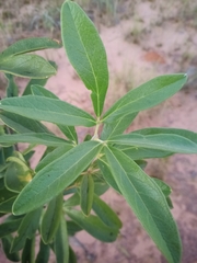 Anemopaegma