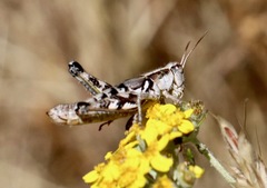 Aeoloplides fuscipes