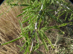 Mimozyganthus carinatus
