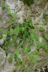 Campanula elatinoides