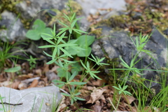 Galium laevigatum