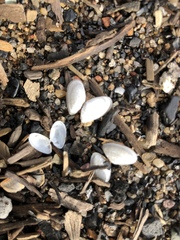 Ameritella agilis