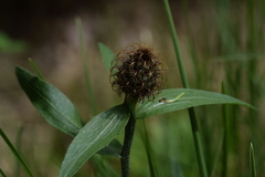 Centaurea rhaetica