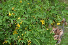 Cytisus emeriflorus