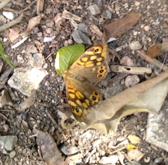Pararge aegeria