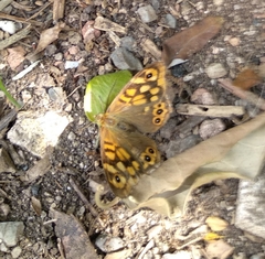 Pararge aegeria