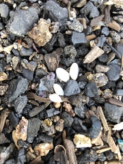 Ameritella agilis