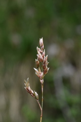 Anthoxanthum australe