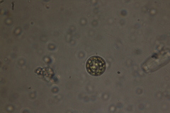 Thalassiosirales