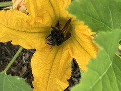 Xylocopa