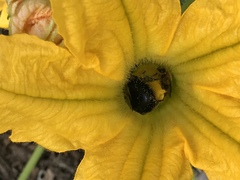 Xylocopa